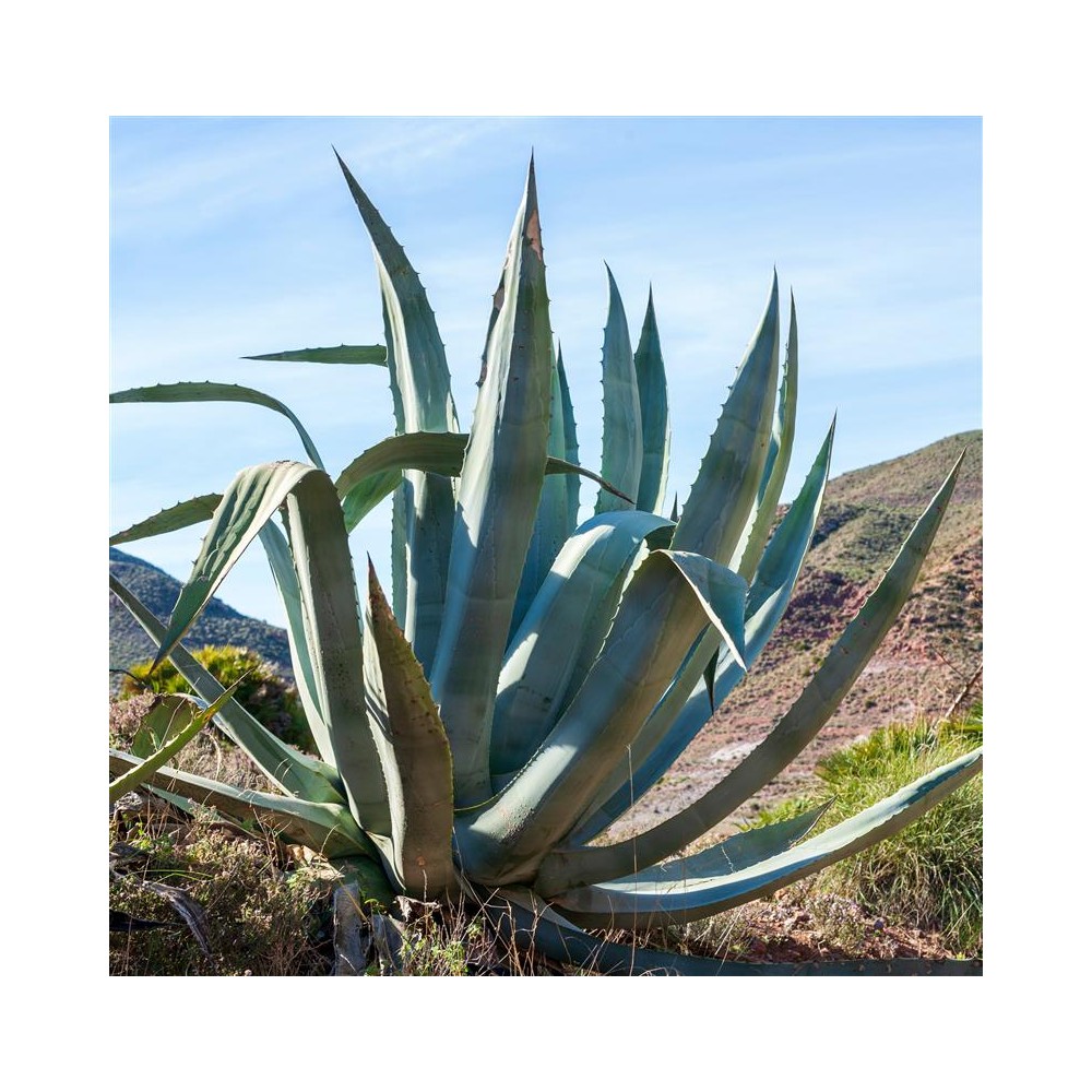 agave dehner Agave utahensis v. eborispina