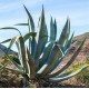 AGAVE americana