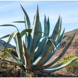 AGAVE americana