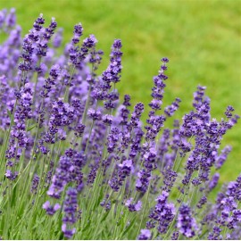 LAVANDULA angustifolia