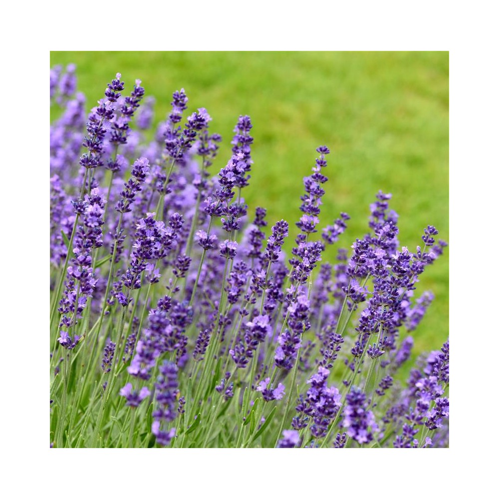 LAVANDULA angustifolia