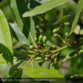 LAURUS nobilis Microphylla