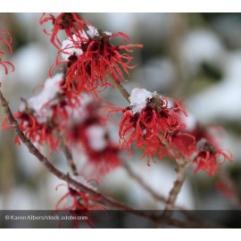 HAMAMELIS intermedia Ruby Glow