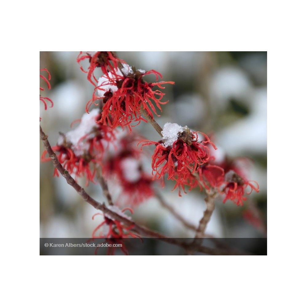 HAMAMELIS intermedia Ruby Glow