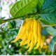 CITRONNIER Main de Bouddha