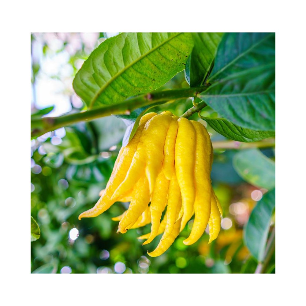 CITRONNIER Main de Bouddha