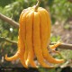 CITRONNIER Main de Bouddha