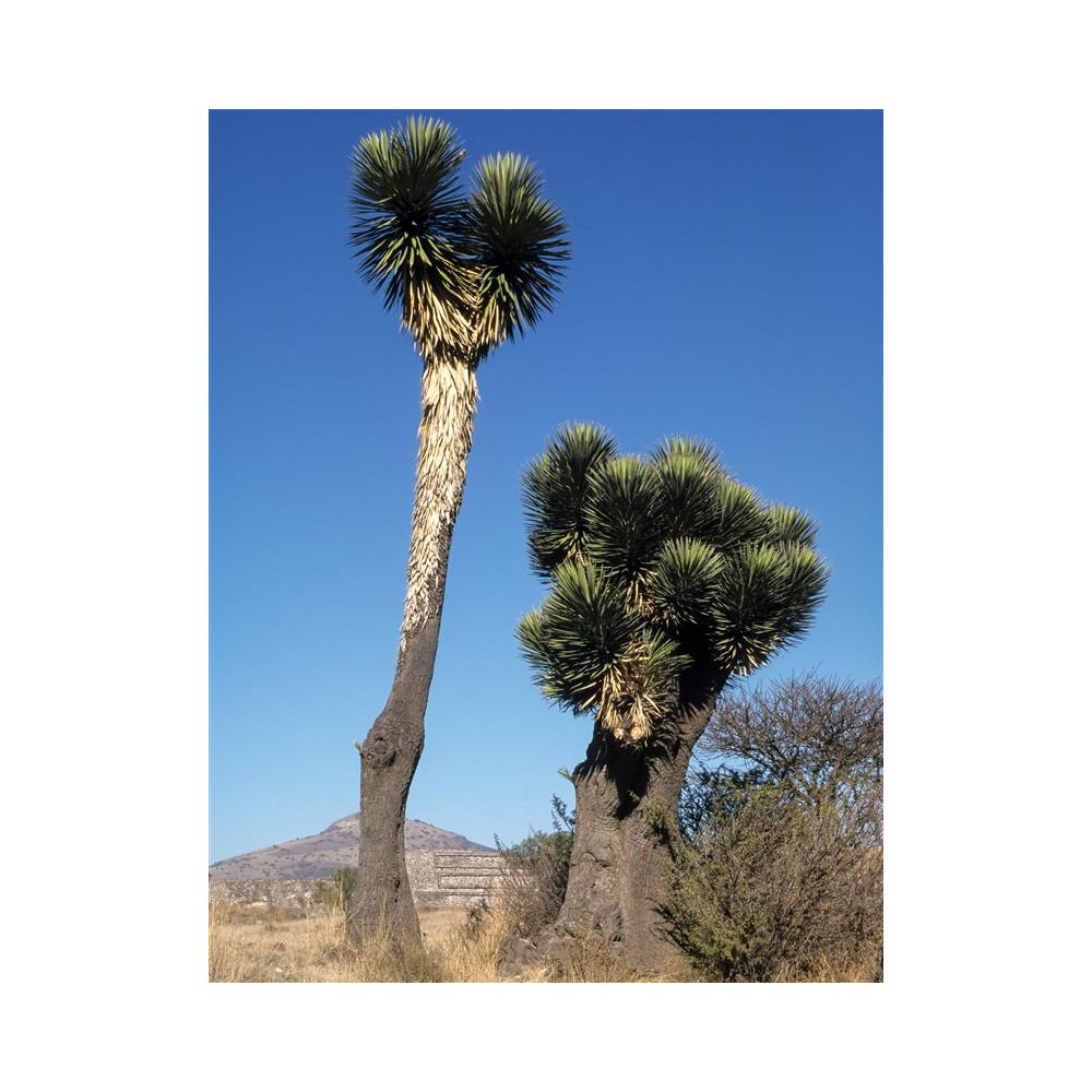 YUCCA filifera Australis