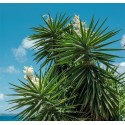 YUCCA elephantipes