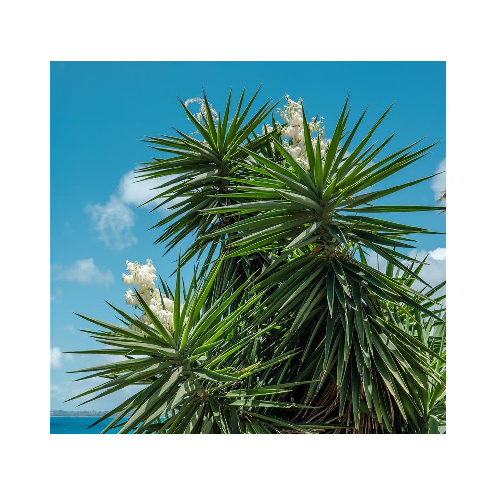 YUCCA elephantipes