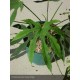 FATSIA polycarpa Green Fingers