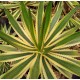 AGAVE lechugiulla