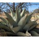 AGAVE havardiana