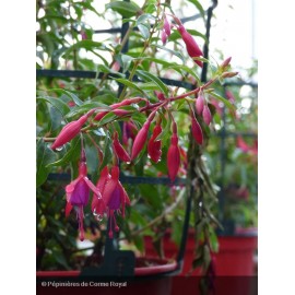 FUCHSIA Bernisser Hardy