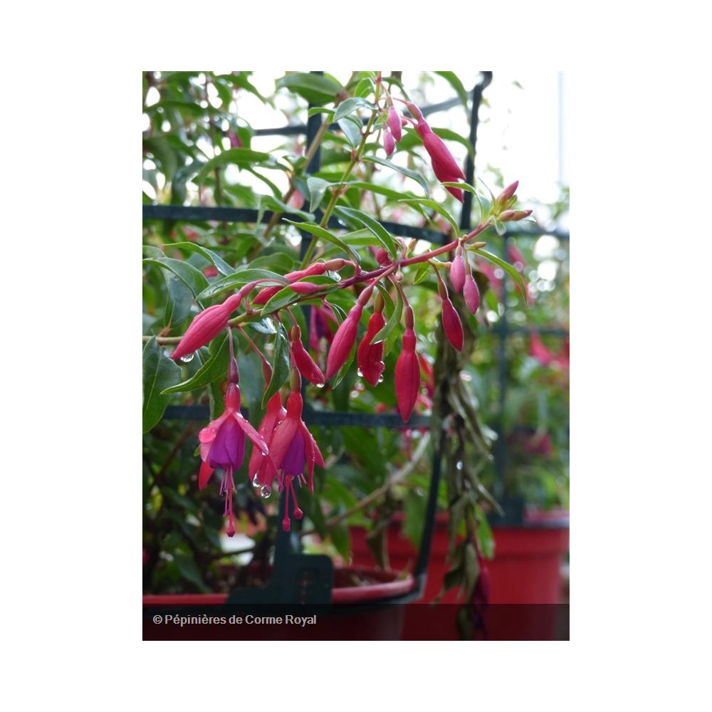 FUCHSIA Bernisser Hardy