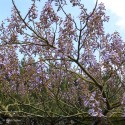 PAULOWNIA tomentosa