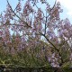 PAULOWNIA tomentosa