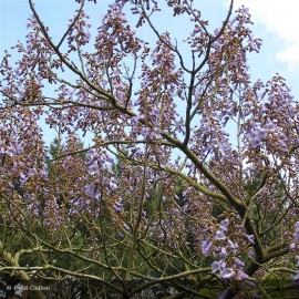 PAULOWNIA tomentosa