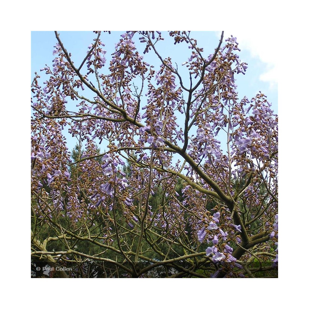 PAULOWNIA tomentosa