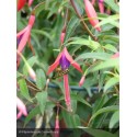 FUCHSIA Hatschbachii