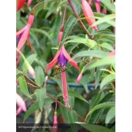 FUCHSIA Hatschbachii