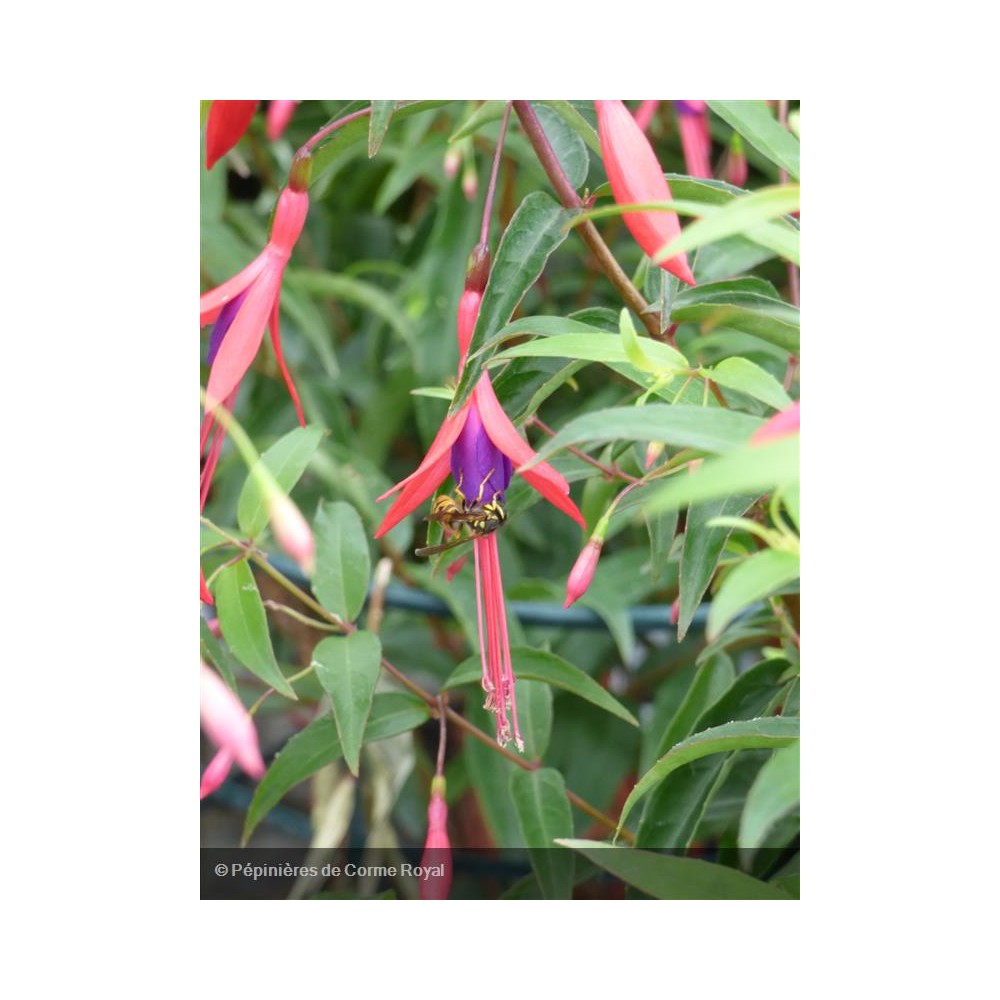 FUCHSIA Hatschbachii