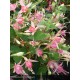 FUCHSIA Walz Jubelteen