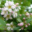 ESCALLONIA Donard Seedling