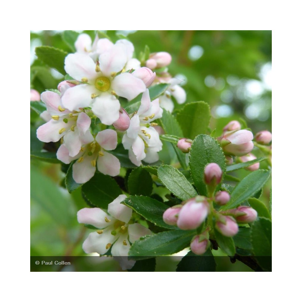 ESCALLONIA Donard Seedling