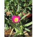 CARPOBROTUS edulis