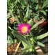 CARPOBROTUS edulis