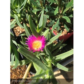 CARPOBROTUS edulis