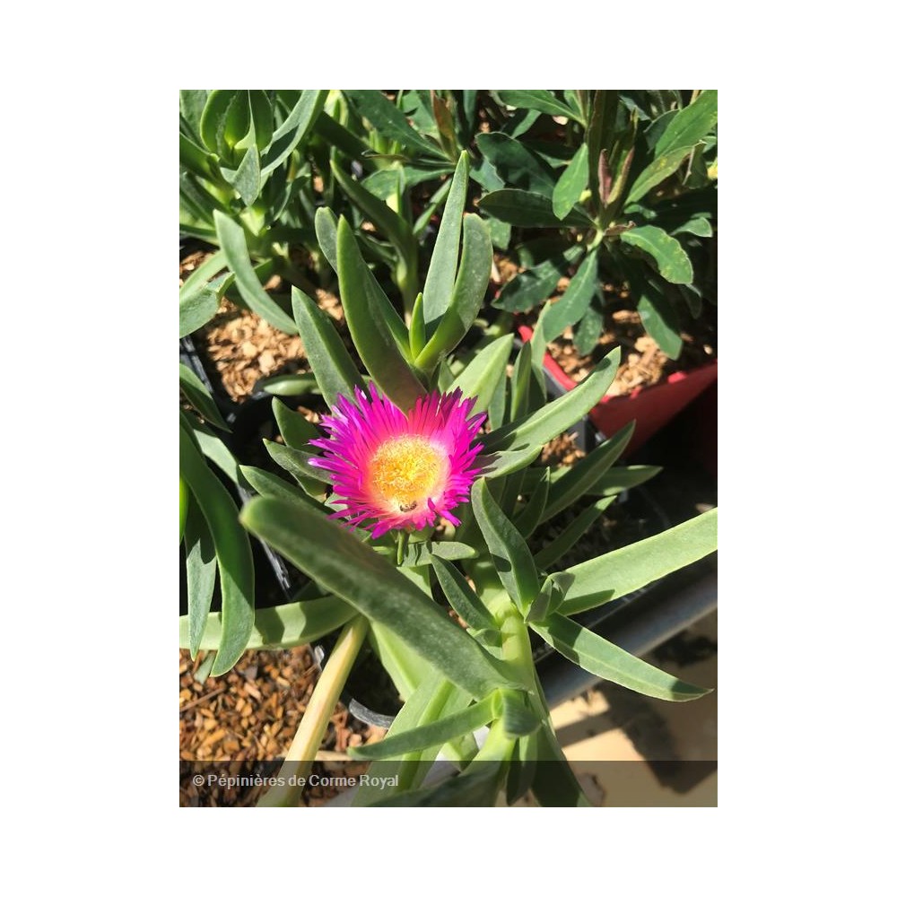 CARPOBROTUS edulis