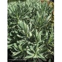 EUPHORBIA characias Silver Swan