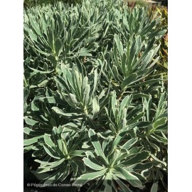 EUPHORBIA characias Silver Swan