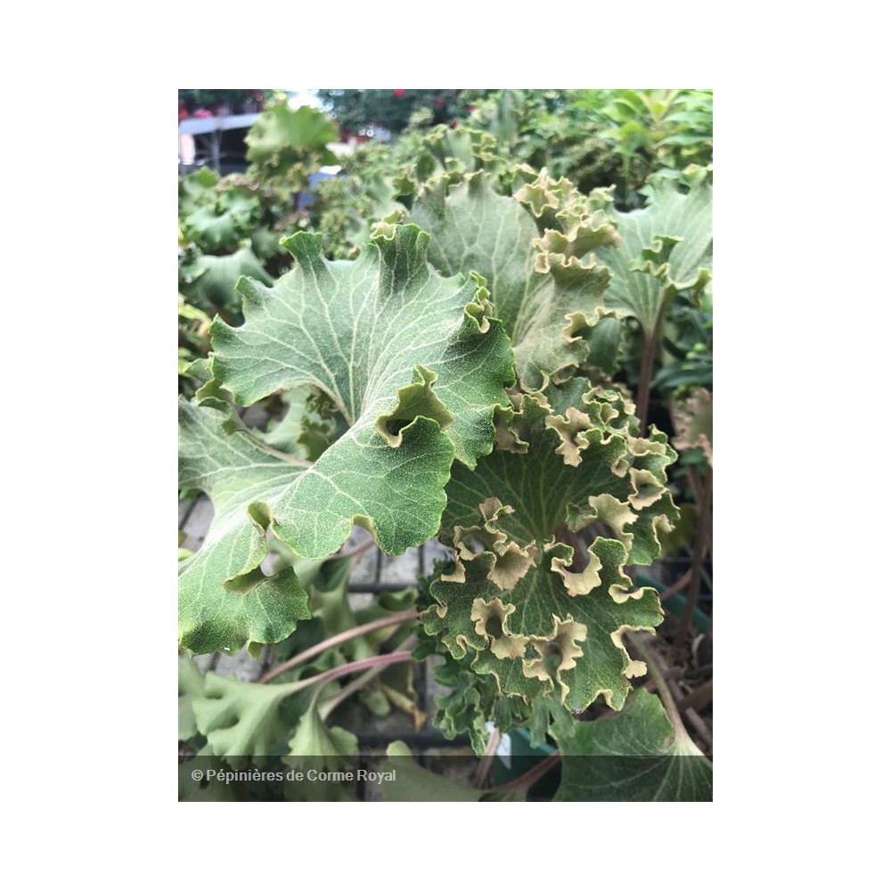 FARFUGIUM japonicum Wavygravy