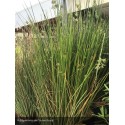 JUNCUS inflexus Glaucus