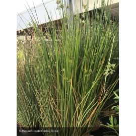 JUNCUS inflexus Glaucus