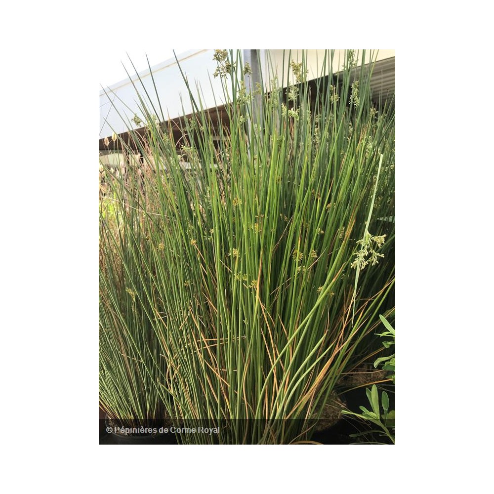 JUNCUS inflexus Glaucus