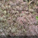 ACER palmatum Dissectum Shidare