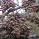 PAULOWNIA tomentosa