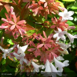 ABELIA grandiflora Kaleidoscope