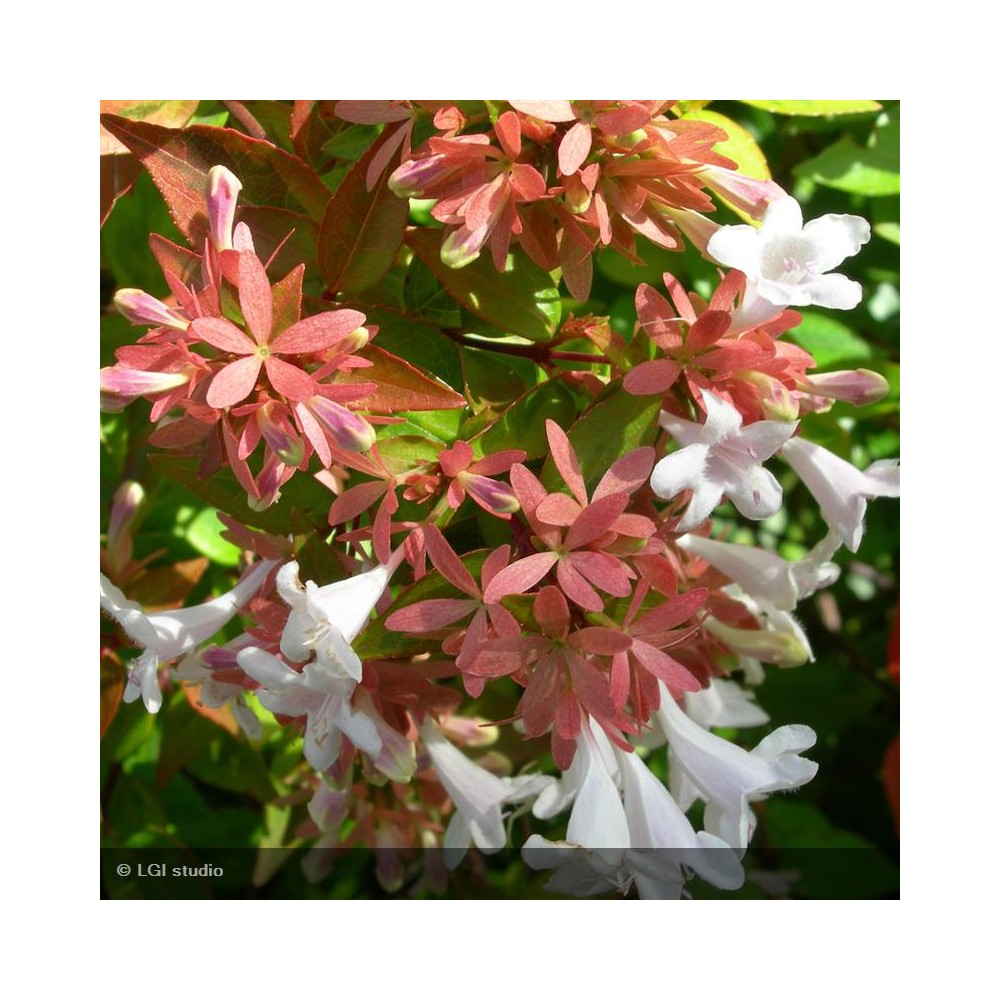 ABELIA grandiflora Kaleidoscope