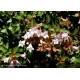 ABELIA grandiflora Pinky Bells