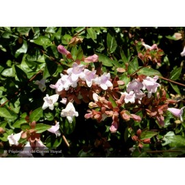 ABELIA grandiflora Pinky Bells