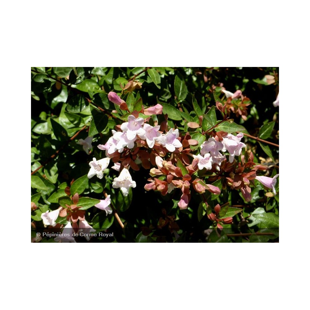 ABELIA grandiflora Pinky Bells