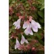 ABELIA grandiflora Pinky Bells