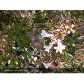 ABELIA grandiflora Sarabande