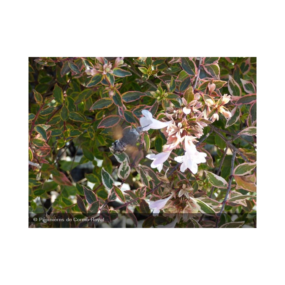 ABELIA grandiflora Sarabande