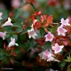 ABELIA grandiflora Sherwood